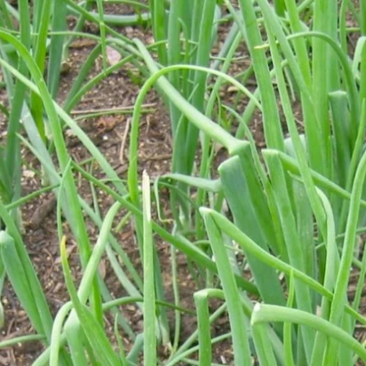 Cibule zimní japonská - Allium cepa - semena - 50 ks