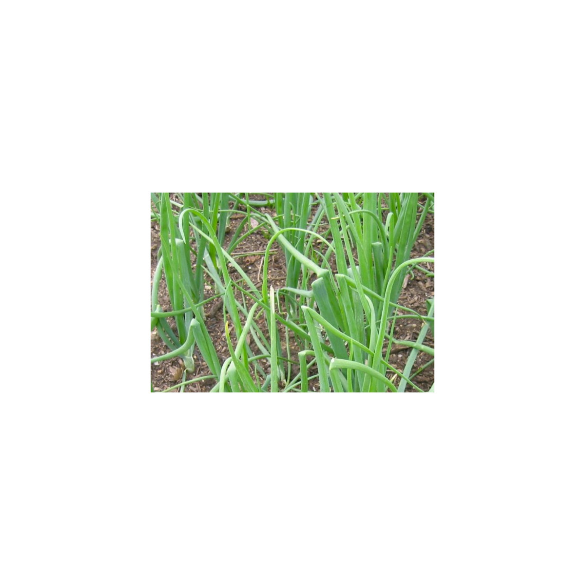 Cibule zimní japonská - Allium cepa - semena - 50 ks