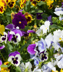 Maceška švýcarská Schweizer Riesen směs - Viola wittrockiana - semena - 200 ks