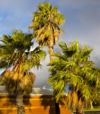 Palma Washingtonie vláknitá - Washingtonia filifiera - semena - 15 ks