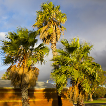 Palma Washingtonie vláknitá - Washingtonia filifera - semínka palmy - 3 ks