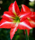 Hvězdník Minerva - Hippeastrum - cibuloviny - 1 ks