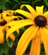 Třapatka okázalá Speciosa - Rudbeckia speciosa - prostokořenné sazenice - 1 ks
