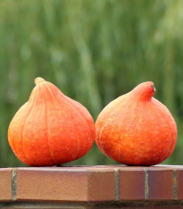 BIO Tykev Amoro F1 - Cucurbita Maxima - bio semena - 5 ks