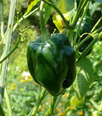 Chilli Ancho - Capsicum annuum - semena - 6 ks