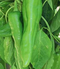Chilli Velký Jim - Capsicum annuum - semena - 7 ks