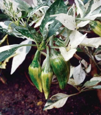 Chilli Fish brazilské - Capsicum annuum - semena - 5 ks