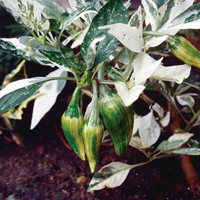 Chilli Fish brazilské - Capsicum annuum - semena - 5 ks