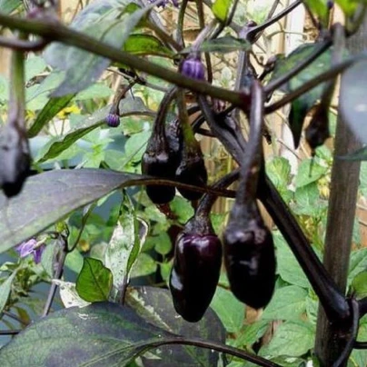 Chilli Purple Tiger - Casicum annuum - semena - 6 ks