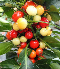 Chilli Nosegay - Capsicum annuum - semena - 5 ks