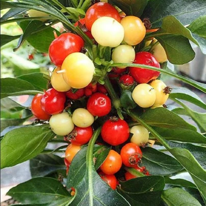 Chilli Nosegay - Capsicum annuum - semena - 5 ks