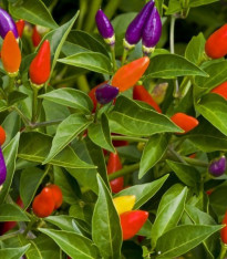 Chilli Little Elf - Capsicum chinense - semena - 6 ks