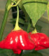 Chilli Mushroom červené - Capsicum chinense - semena - 6 ks