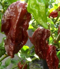 Chilli Black Naga - Capsicum chinense - semena - 6 ks
