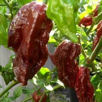 Chilli Black Naga - Capsicum chinense - semena - 6 ks