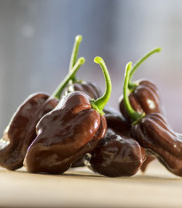 Chilli Devils Tongue Chocolate - Capsicum chinense - semena - 7 ks