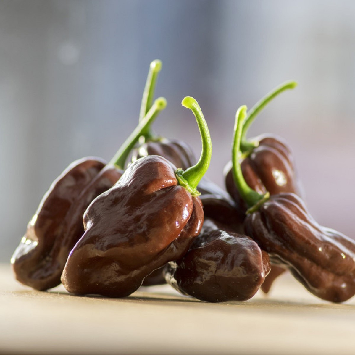 Chilli Devils Tongue Chocolate - Capsicum chinense - semena - 7 ks