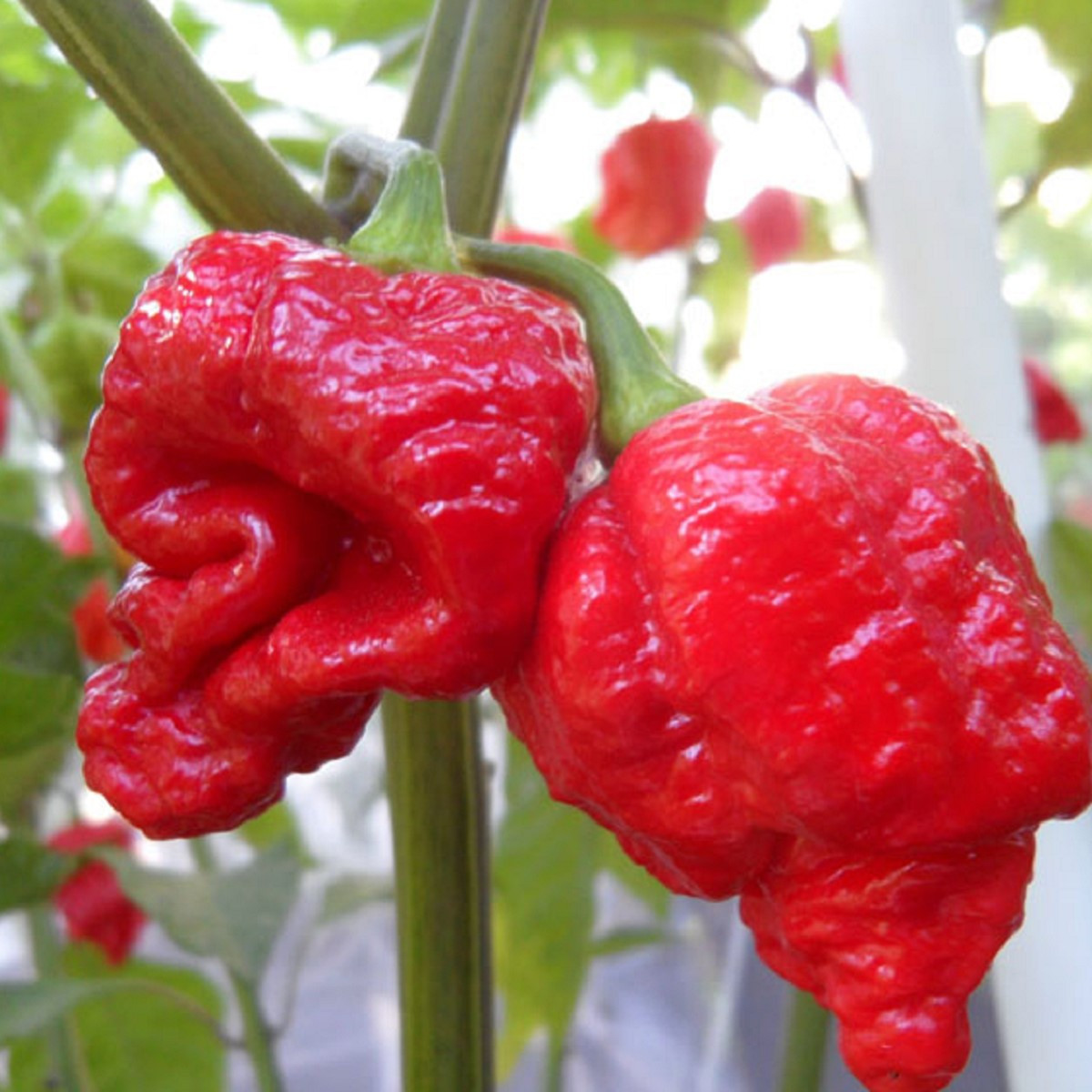 Chilli 7 Pot červené - Capsicum chinense - semena - 6 ks