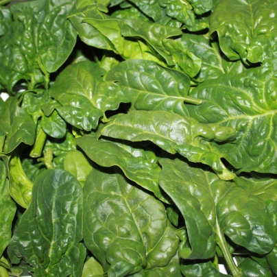 BIO Špenát setý Matador - Spinacia oleracea - bio semena - 75 ks