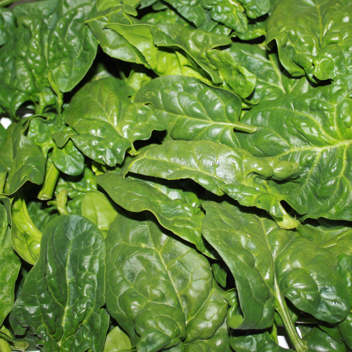 BIO Špenát setý Matador - Spinacia oleracea - bio semena - 75 ks