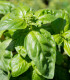 BIO Bazalka zelená - Ocimum basilicum - bio semena - 200 ks
