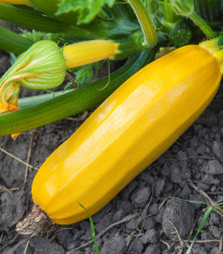 Cuketa Saffron F1 - Cucurbita pepo - semena - 7 ks