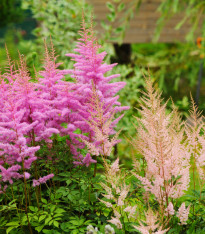 Čechrava arendsii mix barev - Astilbe arendsii - semena - 10 ks