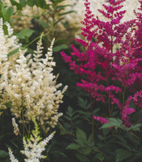 Čechrava Arendsii Showstar směs barev - Astilbe Arendsii - semena - 10 ks