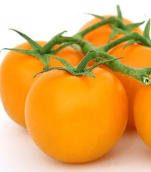 Rajče Goldkrone - Solanum lycopersicum - semena - 10 ks