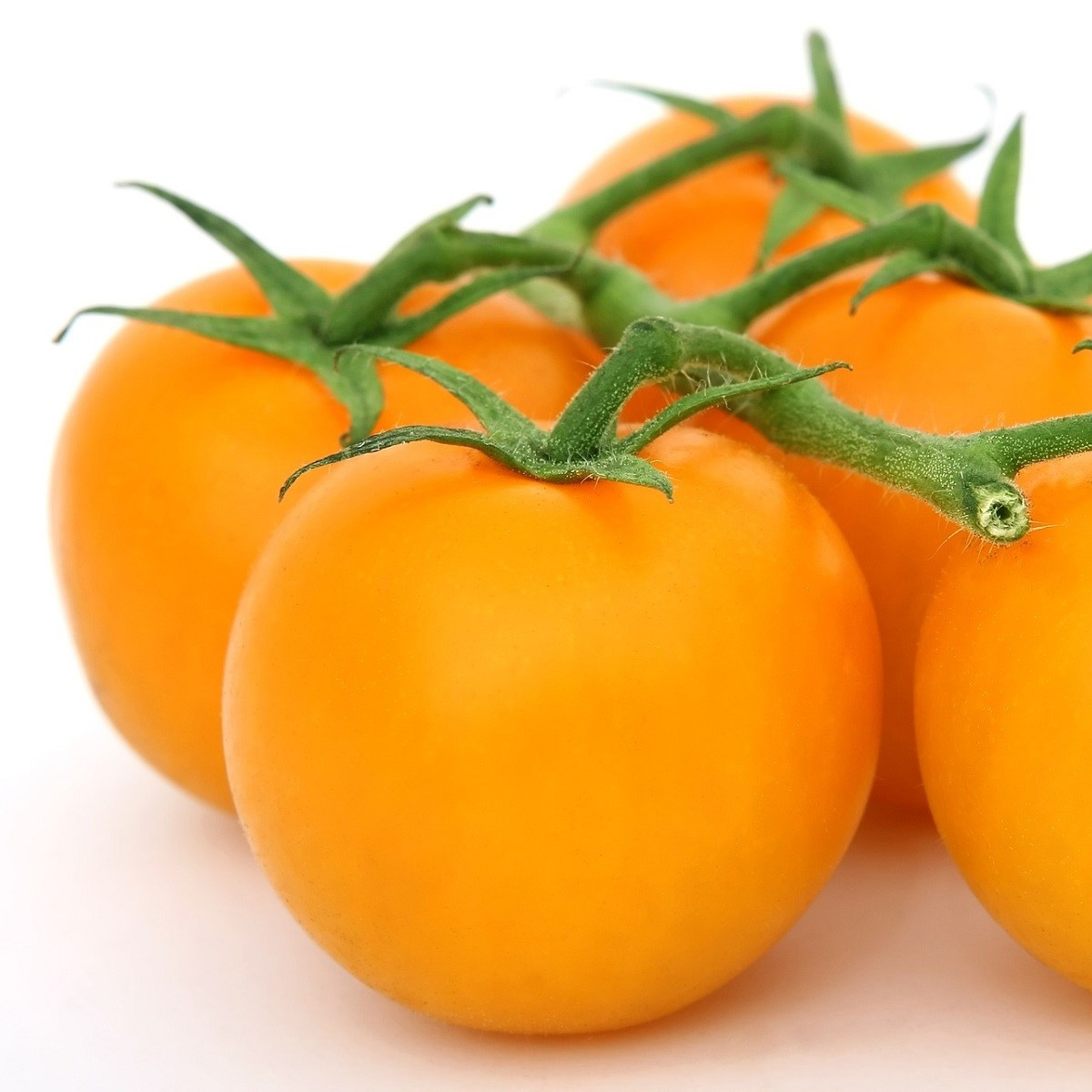 Rajče Goldkrone - Solanum lycopersicum - semena - 20 ks
