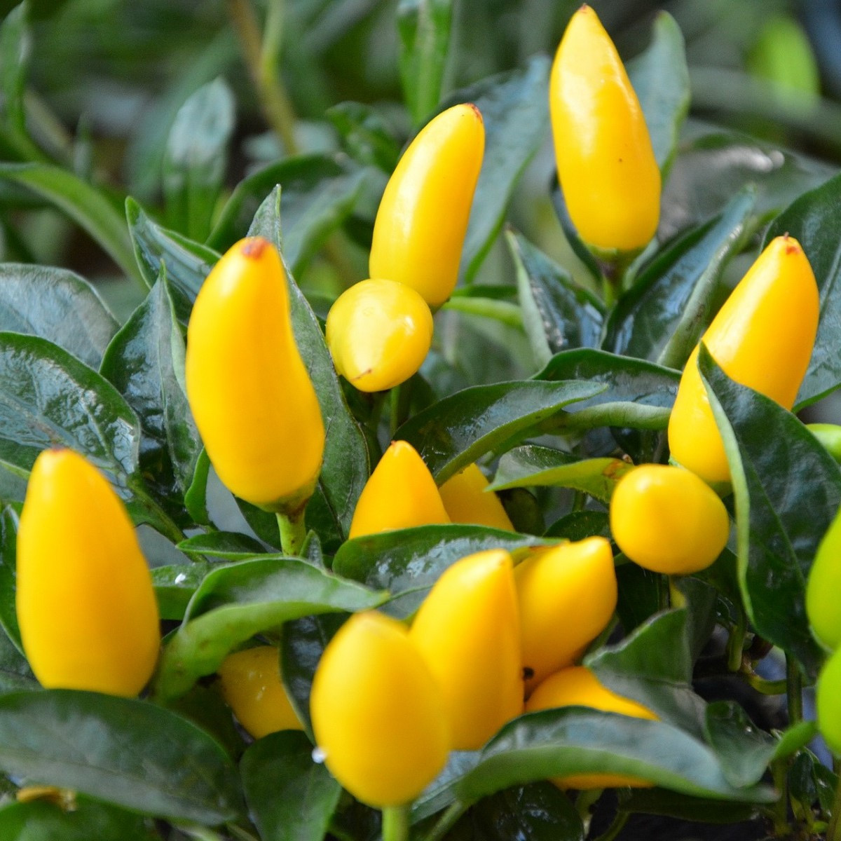 Chilli Kordara - Capsicum baccatum - semena - 30 ks