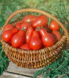 Semena rajčete – Rajče Červená hruška – Solanum lycopersicum