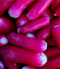 Ředkvička Felicia - Raphanus sativus - semena - 300 ks