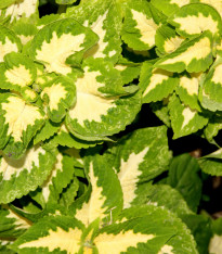 Africká kopřiva Wizard Jade - Coleus blumei - semena - 30 ks