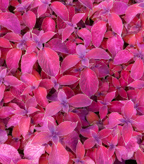 Africká kopřiva Wizard Velvet Red - Coleus blumei - semena - 30 ks