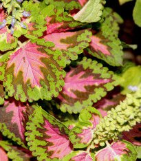 Africká kopřiva Wizard Coral Sunrise - Coleus blumei - semena - 30 ks