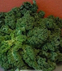 Kadeřávek zelený zimní - semena - 0,5 g