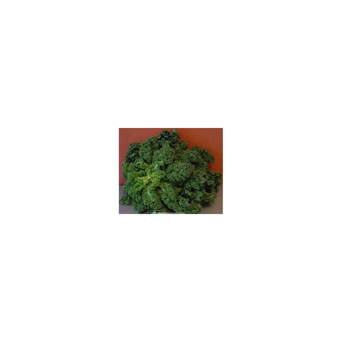 Kadeřávek zelený zimní - semena Kadeřávku - 150 ks