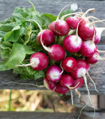 Ředkvička Duo - Raphanus sativus - semena - 200 ks