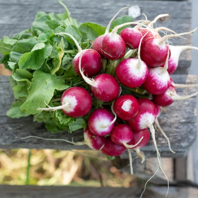 Ředkvička Duo - Raphanus sativus - semena - 200 ks