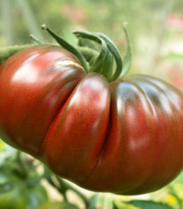 Rajče Black Russian - Solanum lycopersicum - semena - 6 ks
