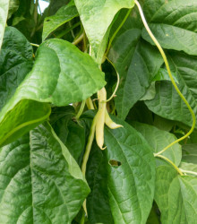 Semena fazole – Fazole tyčková Neckargold – Phaseolus vulgaris