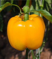 Paprika žlutá Baby Bell - Capsicum annuum - semena - 8 ks
