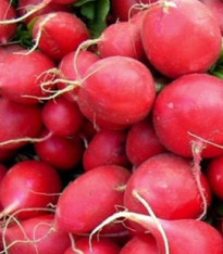 Ředkvička Ilka - Rahanus sativus - semena - 50 ks
