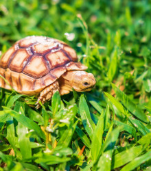 Tráva pro želvy – travní směs – Golden Line