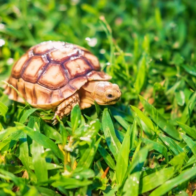 Tráva pro želvy - Golden Line - travní směs - 15 g