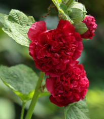 Topolovka Chaters Scarlet - Alcea rosea - semena - 30 ks