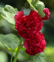 Topolovka Chaters Scarlet - Alcea rosea - semena - 8 ks