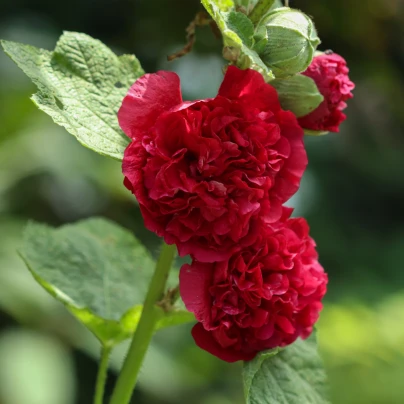 Topolovka Chaters Scarlet - Alcea rosea - semena - 30 ks