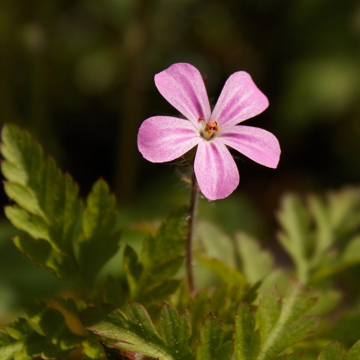 BIO Kakost smrdutý - Geranium robertianum - bio semena - 10 ks - ukončený